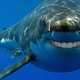 Illustration for article titled New research: Great white sharks are surprisingly similar to humans